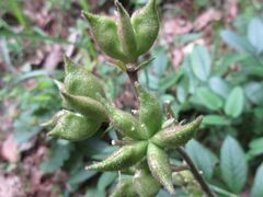 Dictamnus dasycarpus