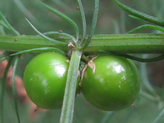 Asparagus schoberioides