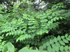 Aralia continentalis