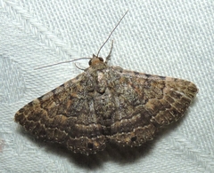 Diatenes aglossoides