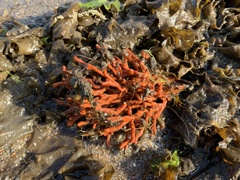Clathria prolifera