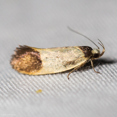 Merocroca automima