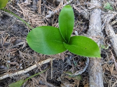 Clintonia uniflora