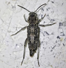 Xylotrechus nauticus