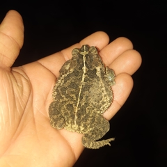 Incilius coccifer
