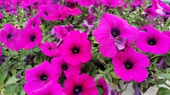 Petunia × atkinsiana