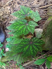 Begonia wollnyi
