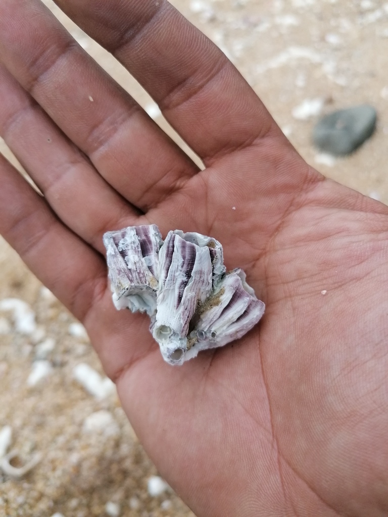 Megabalanus peninsularis