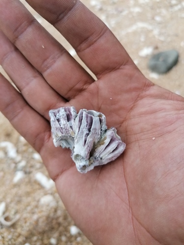 Megabalanus peninsularis