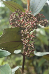Miconia bubalina