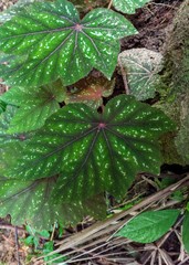 Begonia wollnyi