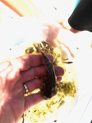 Leptocottus armatus