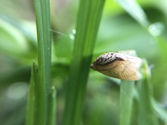 Succinea arundinetorum