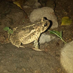 Incilius coccifer