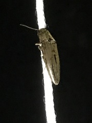 Elaterini