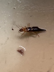 Forficula smyrnensis