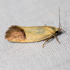 Merocroca automima