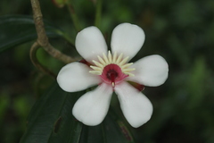 Blakea quadrangularis