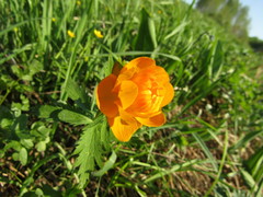 Trollius asiaticus