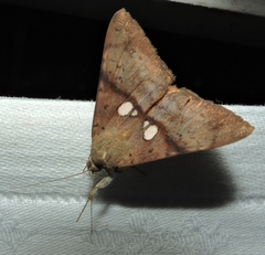 Oxyodes tricolor