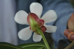 Blakea quadrangularis