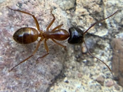 Camponotus texanus