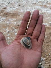 Noetia