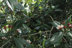 Blakea quadrangularis