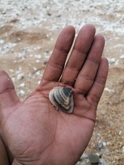 Noetia