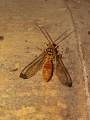 Isanthrene felderi