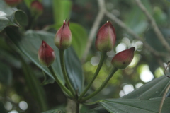 Blakea quadrangularis