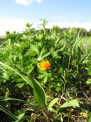Trollius asiaticus