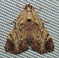Salma cinerascens