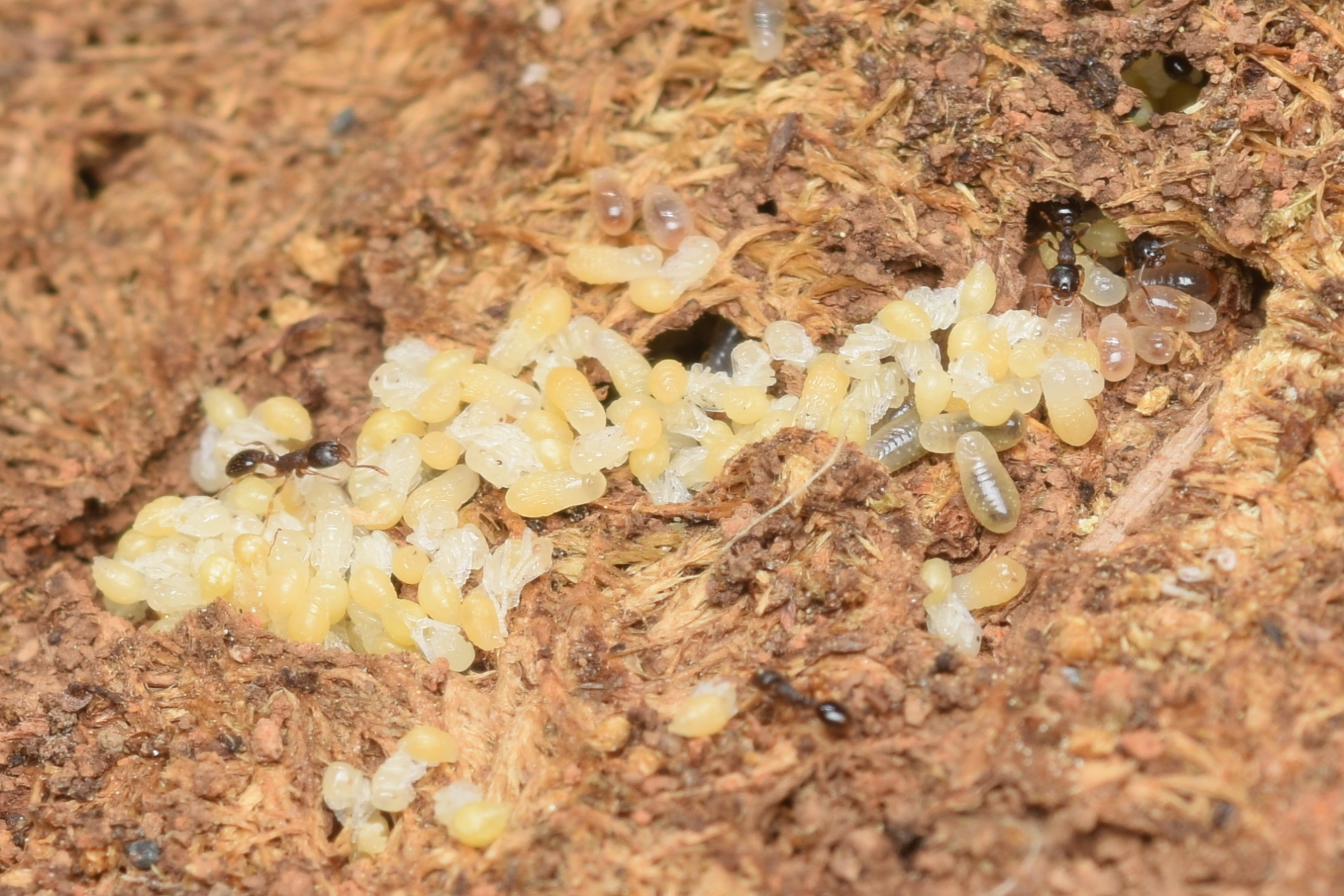 Temnothorax rudis