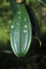 Blakea quadrangularis