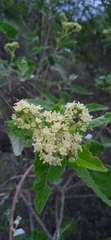 Parthenium tomentosum