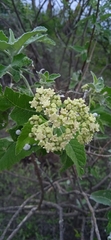 Parthenium tomentosum