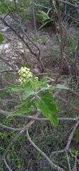 Parthenium tomentosum