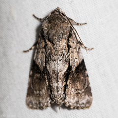 Turnerinycta phaeocosma