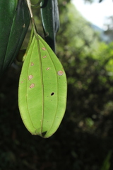 Blakea quadrangularis