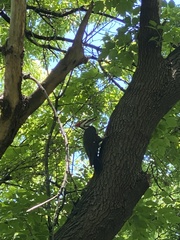 Dryocopus pileatus