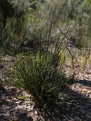 Bossiaea scolopendria