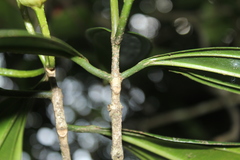 Blakea quadrangularis