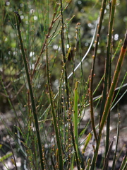 Bossiaea scolopendria