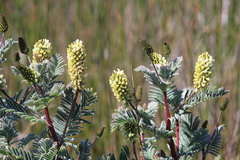 Astragalus pycnostachyus