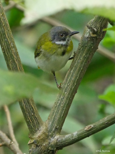 Masked Apalis