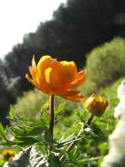 Trollius asiaticus
