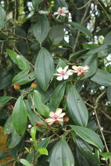 Blakea quadrangularis
