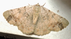 Aeolochroma quadrilinea