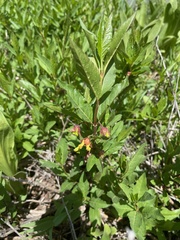 Lonicera involucrata involucrata